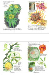 Garden calendar 2025 - price reduction